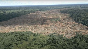 Drohnenaufnahme von Abholzung für Palmöl in Sorong, West-Papua